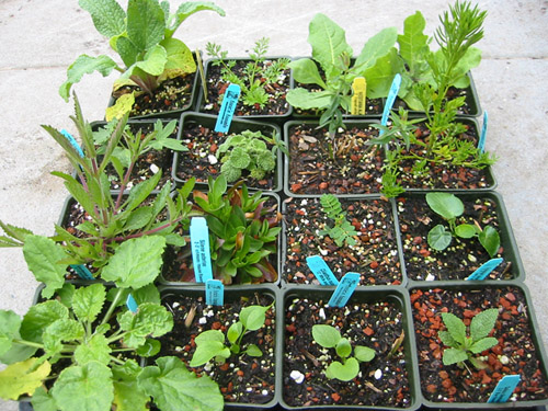 Flat of plants