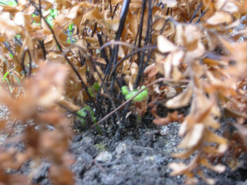 Maidenhair lives!