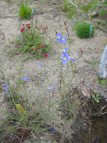 spring flowers