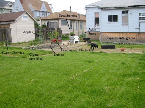 Backyard from the ground