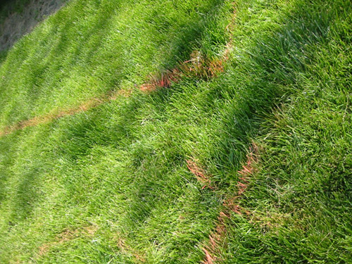 Painting the grass