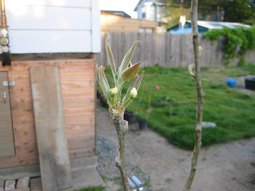 Buds on the Asian Pears