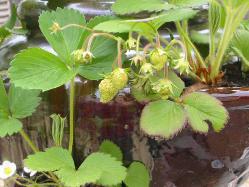 Strawberries