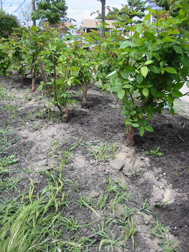 Bermuda grass among the roses