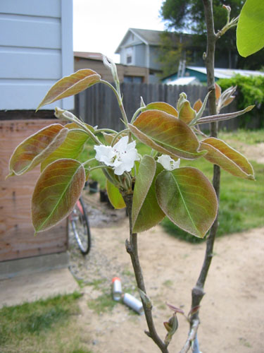 Asian pear blooms