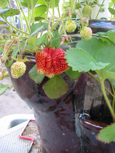 Strawberry