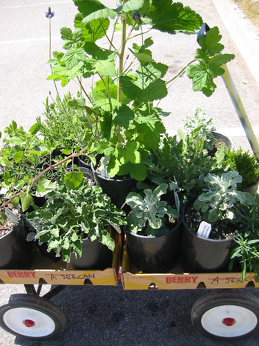 Wagon of plants