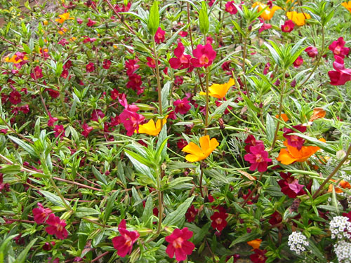 monkeyflower and poppy