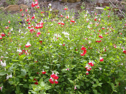 Salvia microphylla