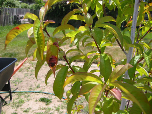 Leaf curl on a nectarine tree