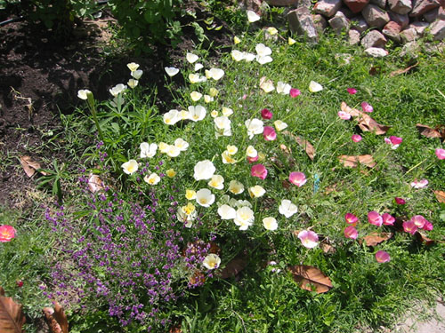 Natives bed in bloom