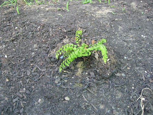 Five-fingered fern