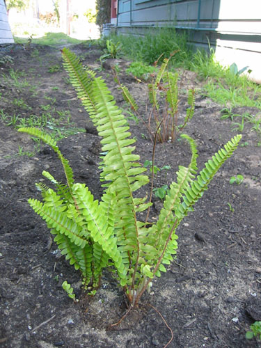 Sword ferns