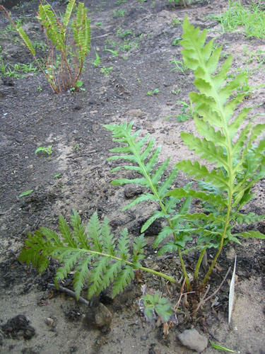 Giant Chain Fern