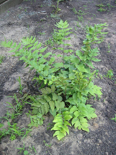 Foxtail fern