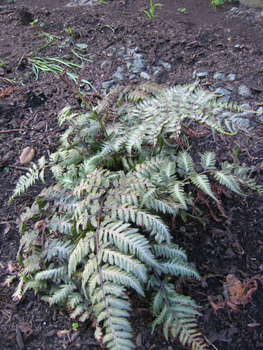 Japanese painted fern