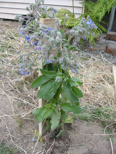 Stomped borage