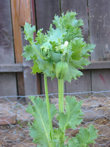 Mystery poppy