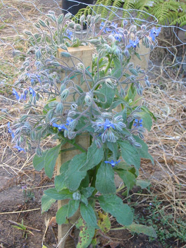 Borage, surviving