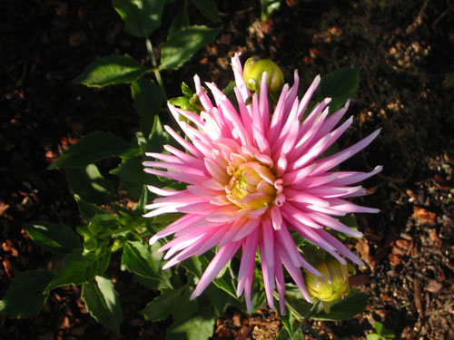 Dahlia