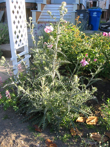 Cobweb thistle