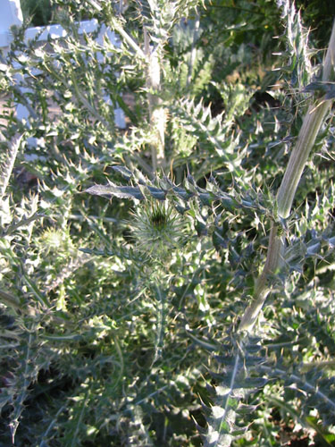 Sobweb thistle flower