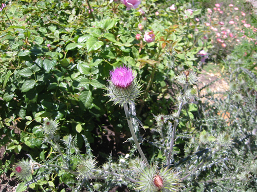 Cobweb thistle in bloom