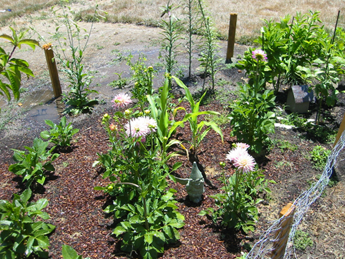 Dahlia bed