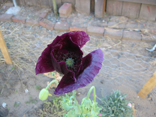Dark purple poppy