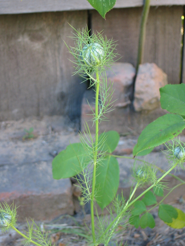 Nigella damascena