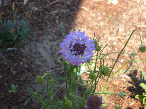 Centaurea opening