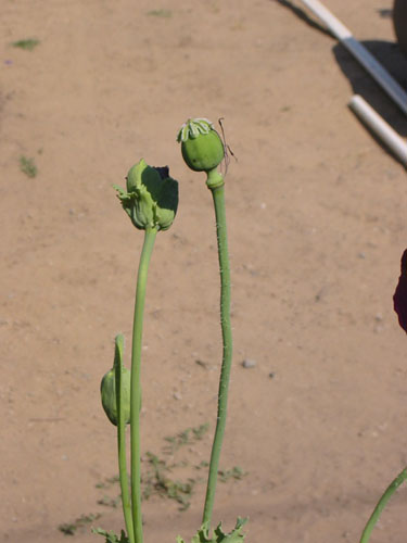 Dark purple poppy seedhead