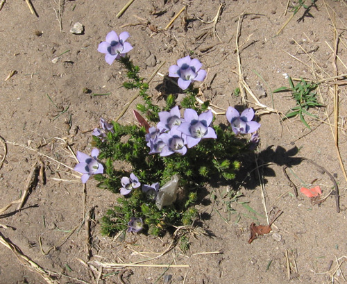 Roella ciliata