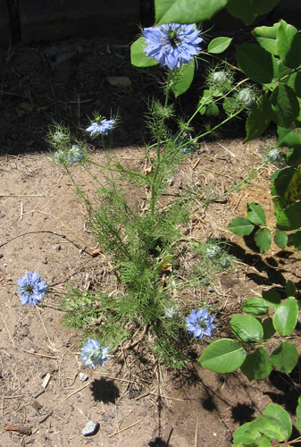 Nigella damascena Shorty Blue