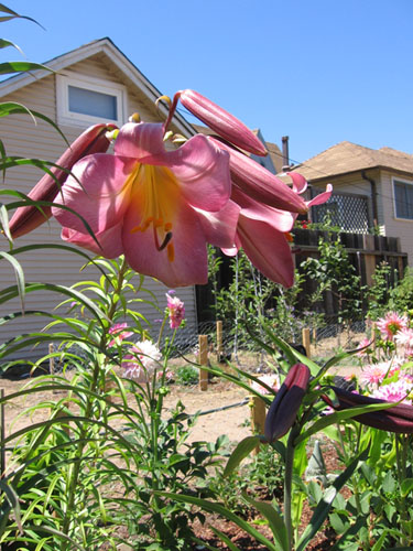 Blooming lilies