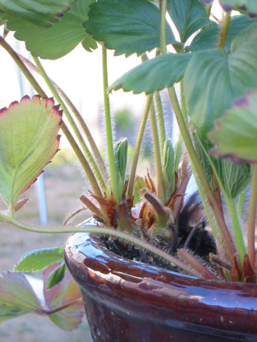 New strawberry leaves