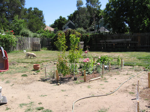 Looking into the yard