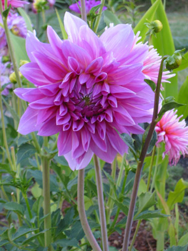 Purplish dahlia