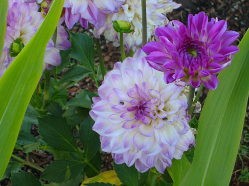 Minnesota dahlia