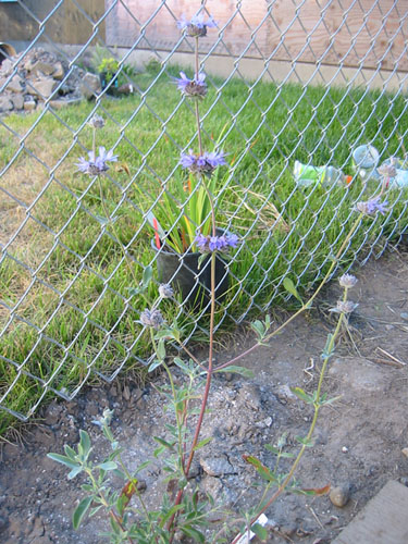 Salvia clevelandii Pozo Blue