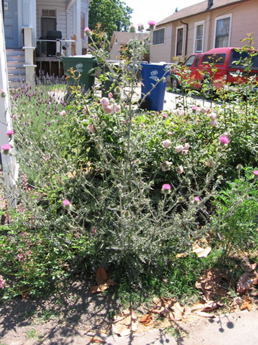 Cobweb thistle in bloom