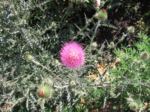 Thistle flower