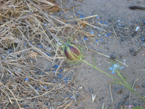 Nigella seed pod