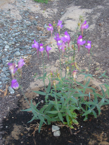 Linaria triornithophora