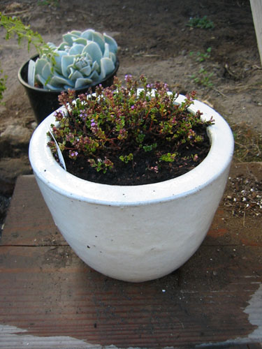 Thyme in a white pot