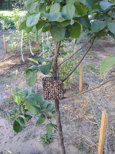 Suet feeder