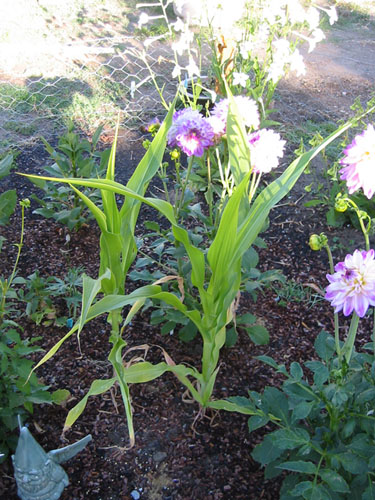 Corn in the dahlia bed