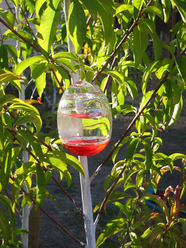 Small hummingbird feeder