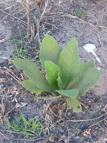 Nicotiana volunteer