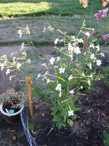 Nicotiana